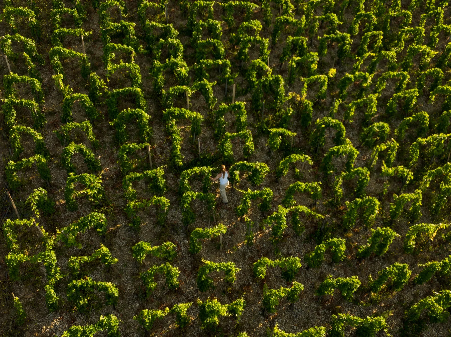 Vue aérienne à la verticale des ceps, une silhouette au milieu des rangs