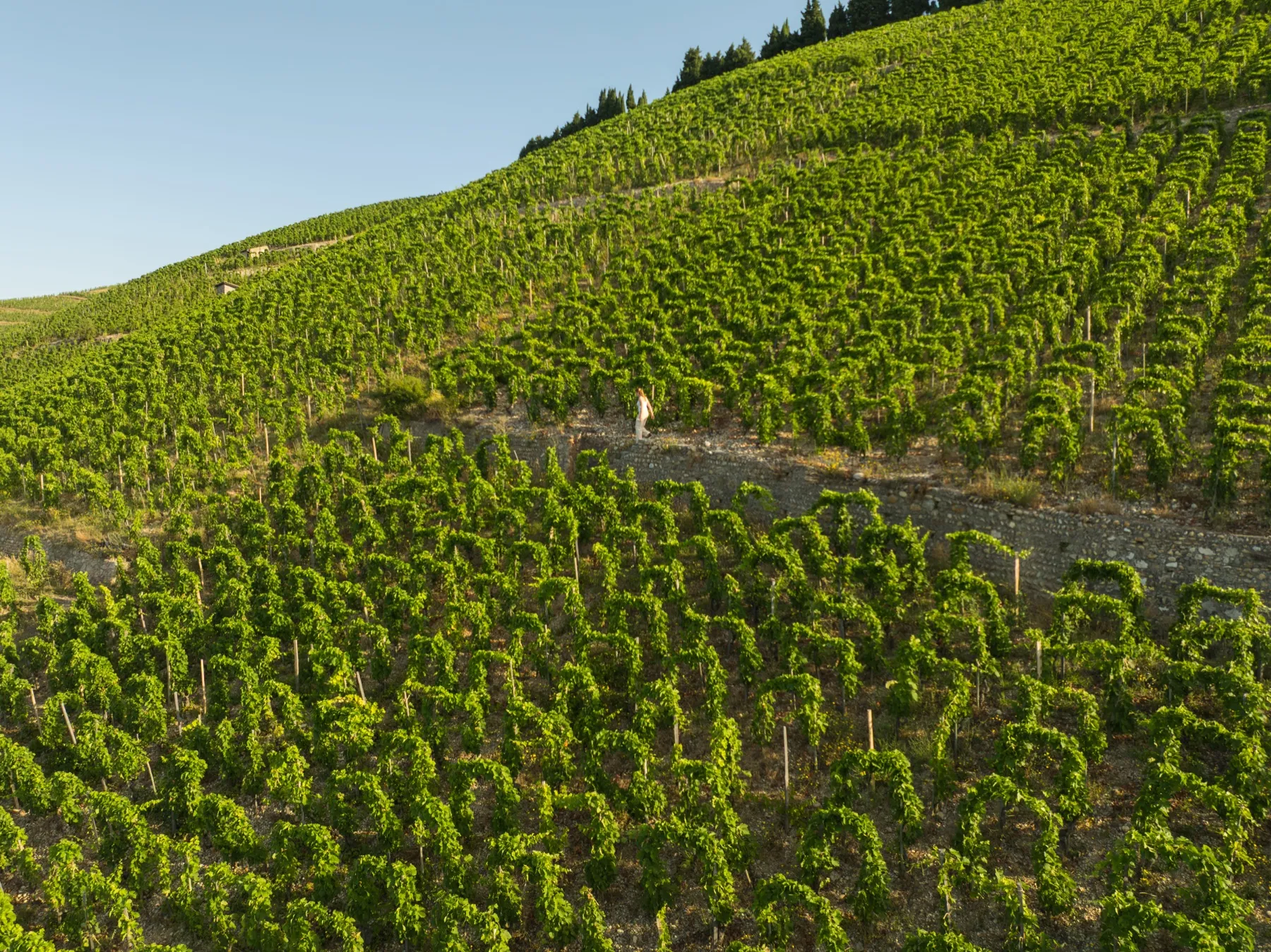 Coteau de l'Hermitage au drone, promenade le long d'un muret de pierres