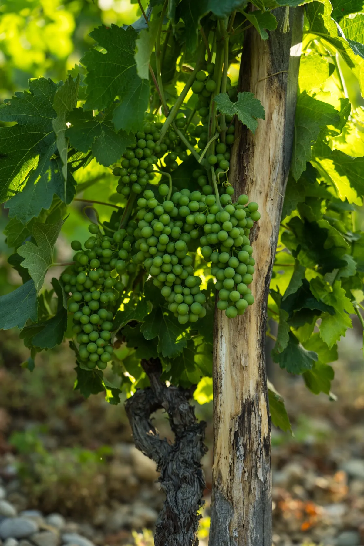 Grappes vertes avant véraison sur un cep, lumière d'été