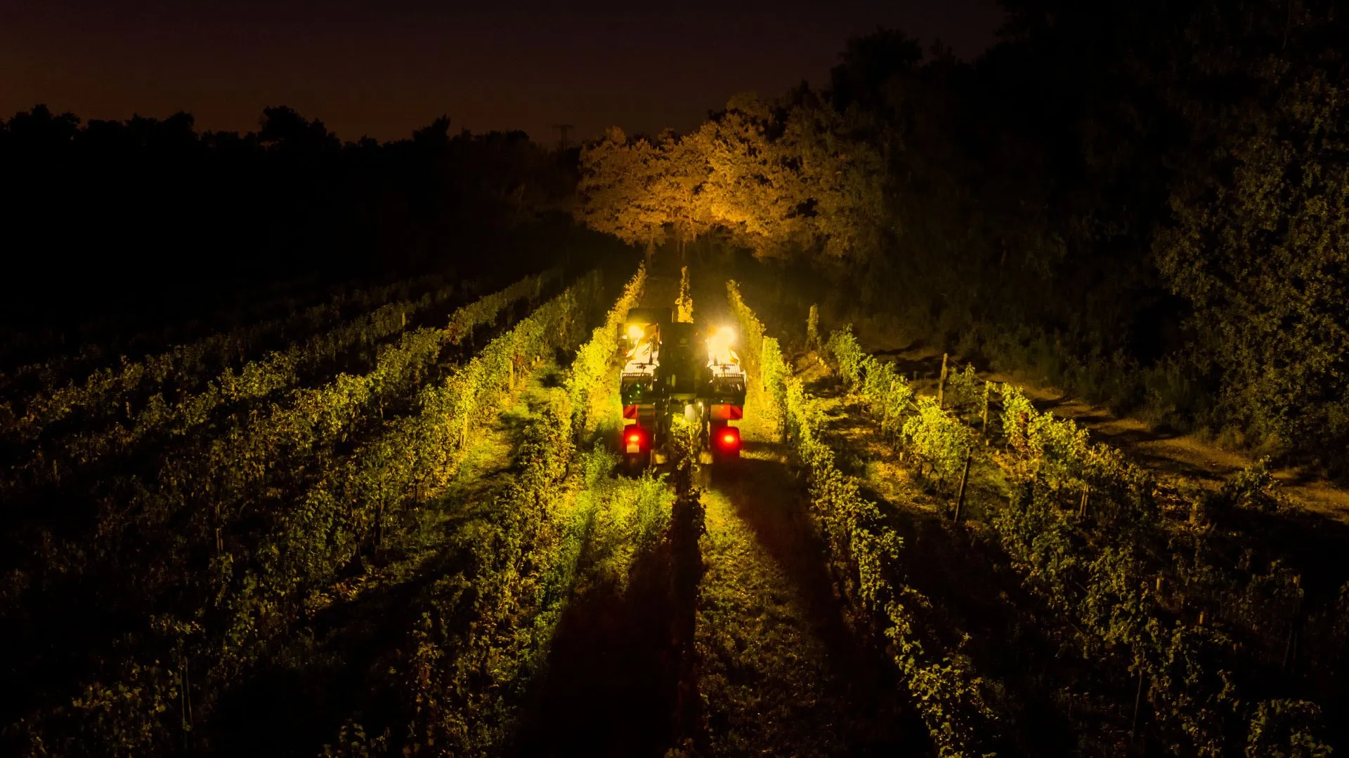 Machine à vendanger éclairée travaillant dans les vignes de nuit