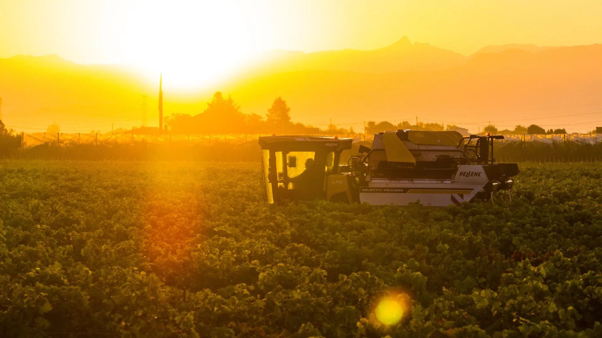 Machine à vendanger Pellenc dans les vignes au coucher du soleil