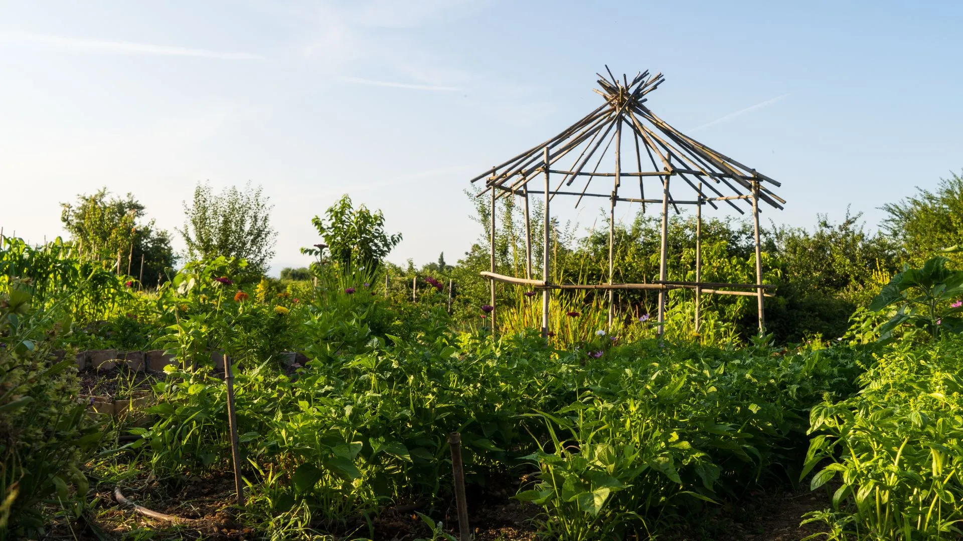 Potager du restaurant Vineum au soleil couchant, structure en bois et légumes