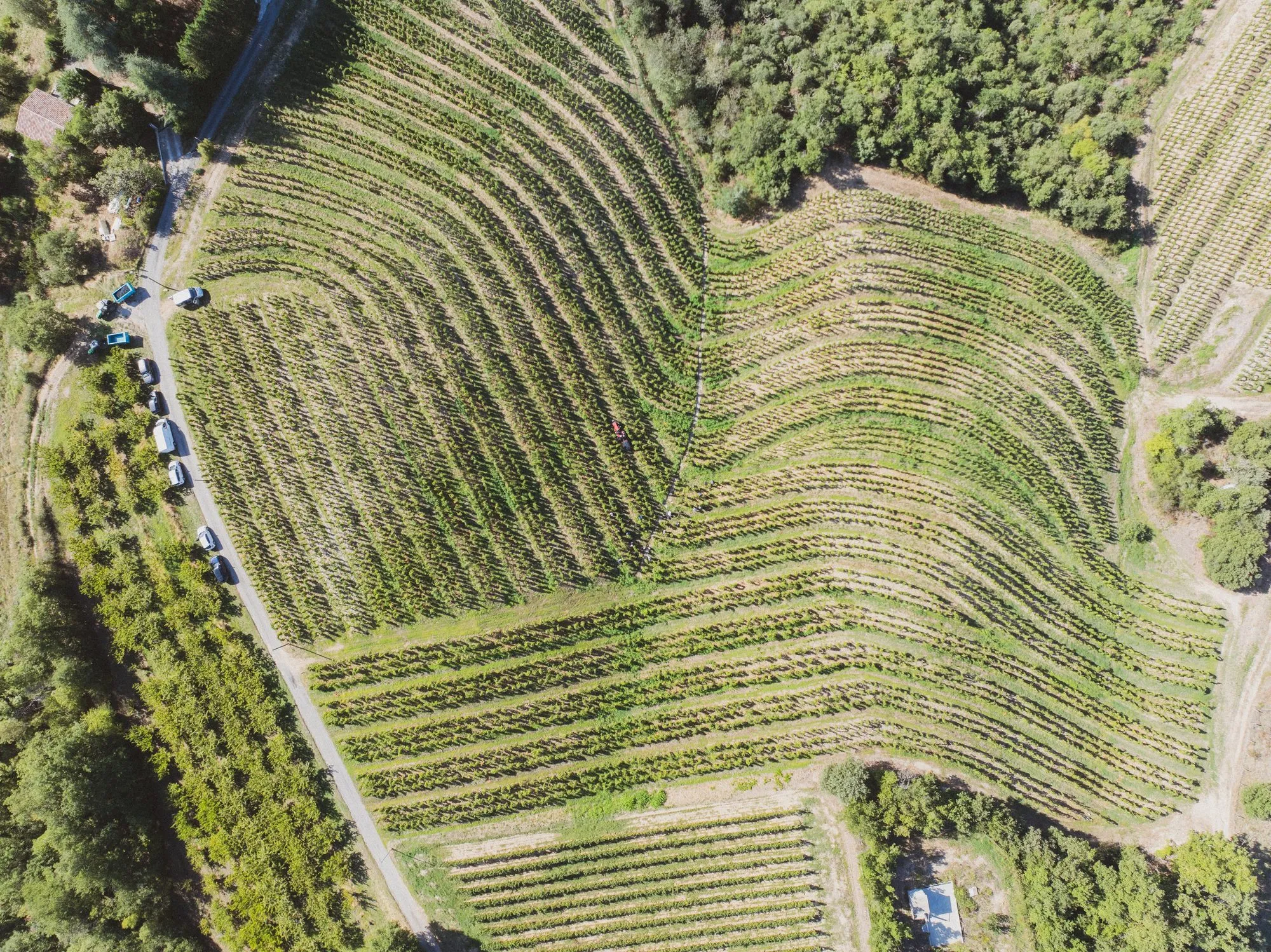 Vue drone à la verticale des terrasses de vigne qui épousent le relief du coteau