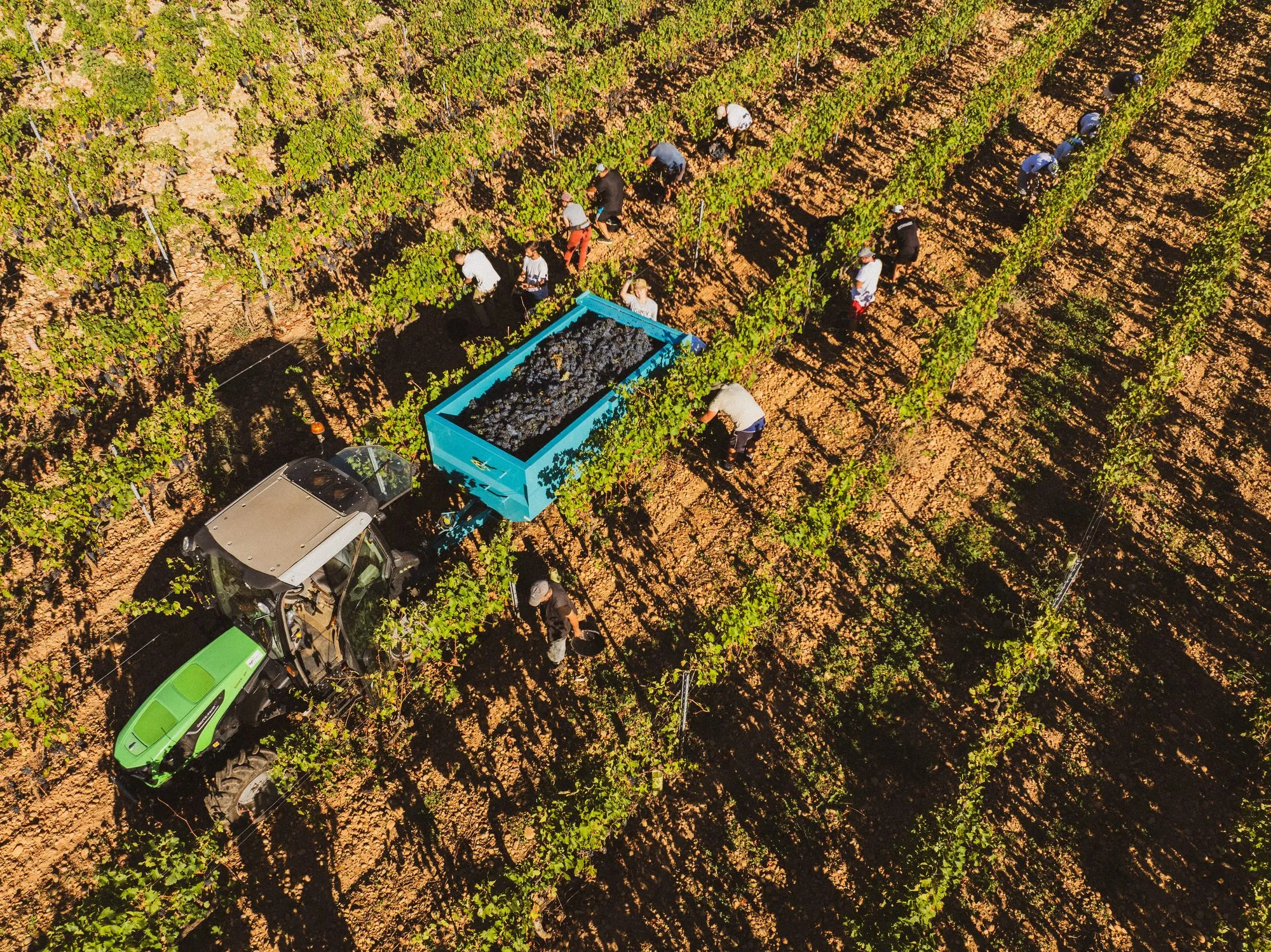 Vue drone des vendangeurs entre les rangs, tracteur et bennes en lumière rasante