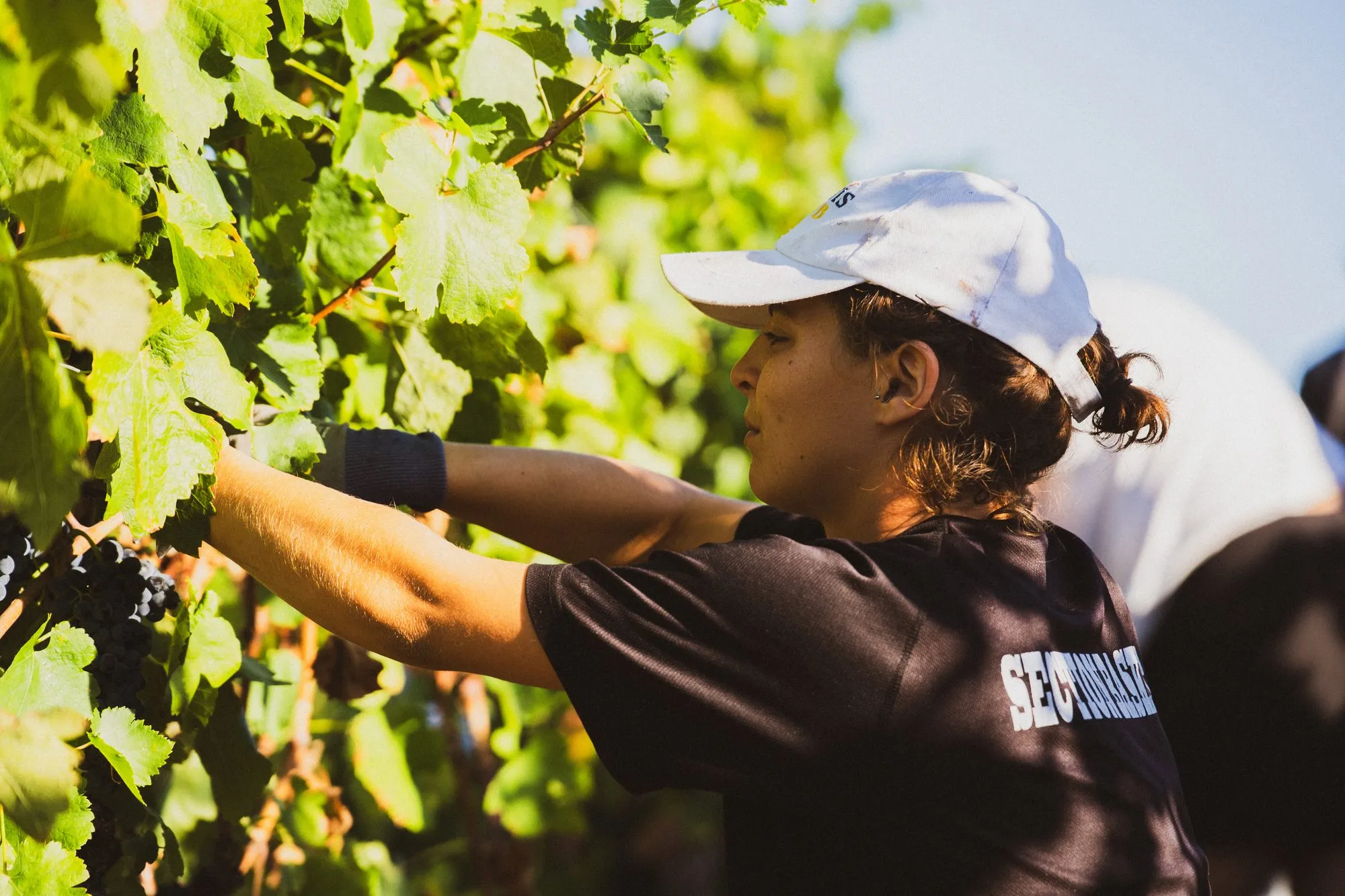 Vendangeuse coupant une grappe de syrah, casquette blanche, au cœur du rang
