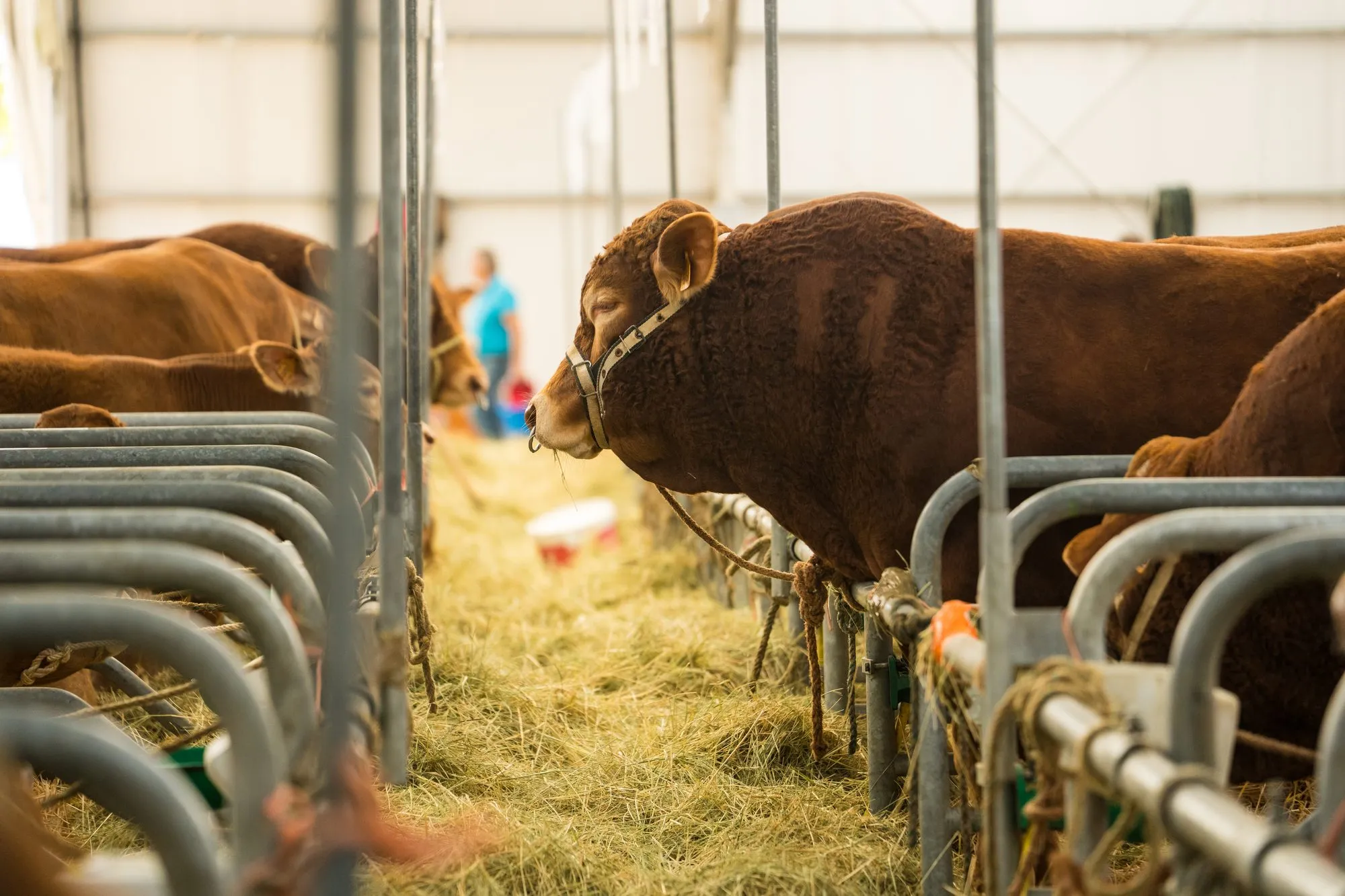 Bovins dans les stabulations du Sommet de l'Élevage, foin et barrières au premier plan