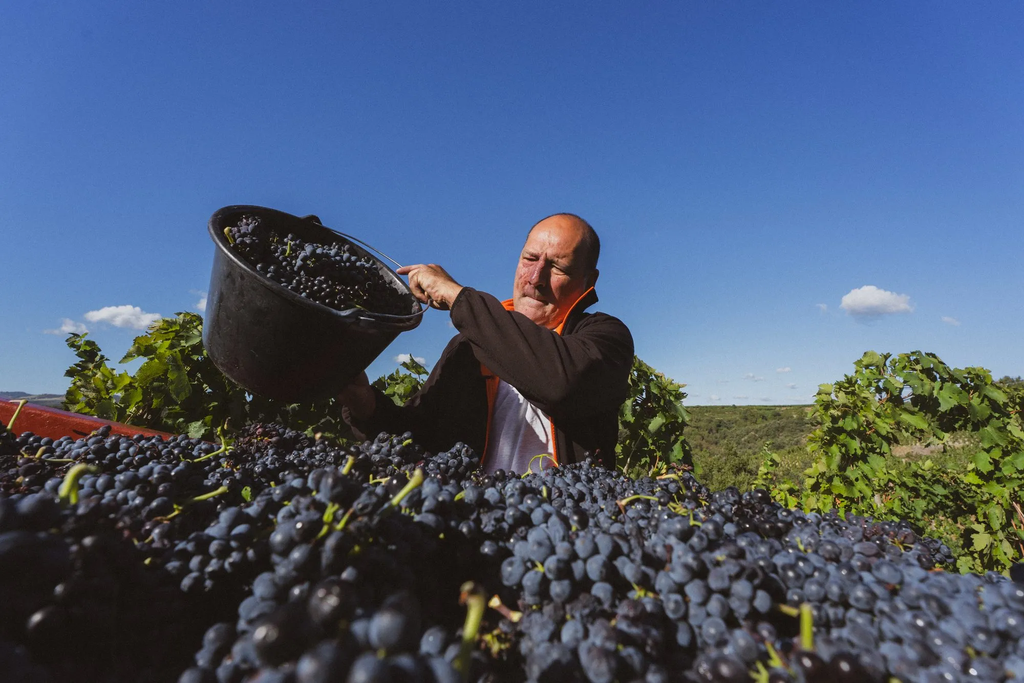 Vigneron vidant un seau de raisins dans la benne, ciel bleu en arrière-plan