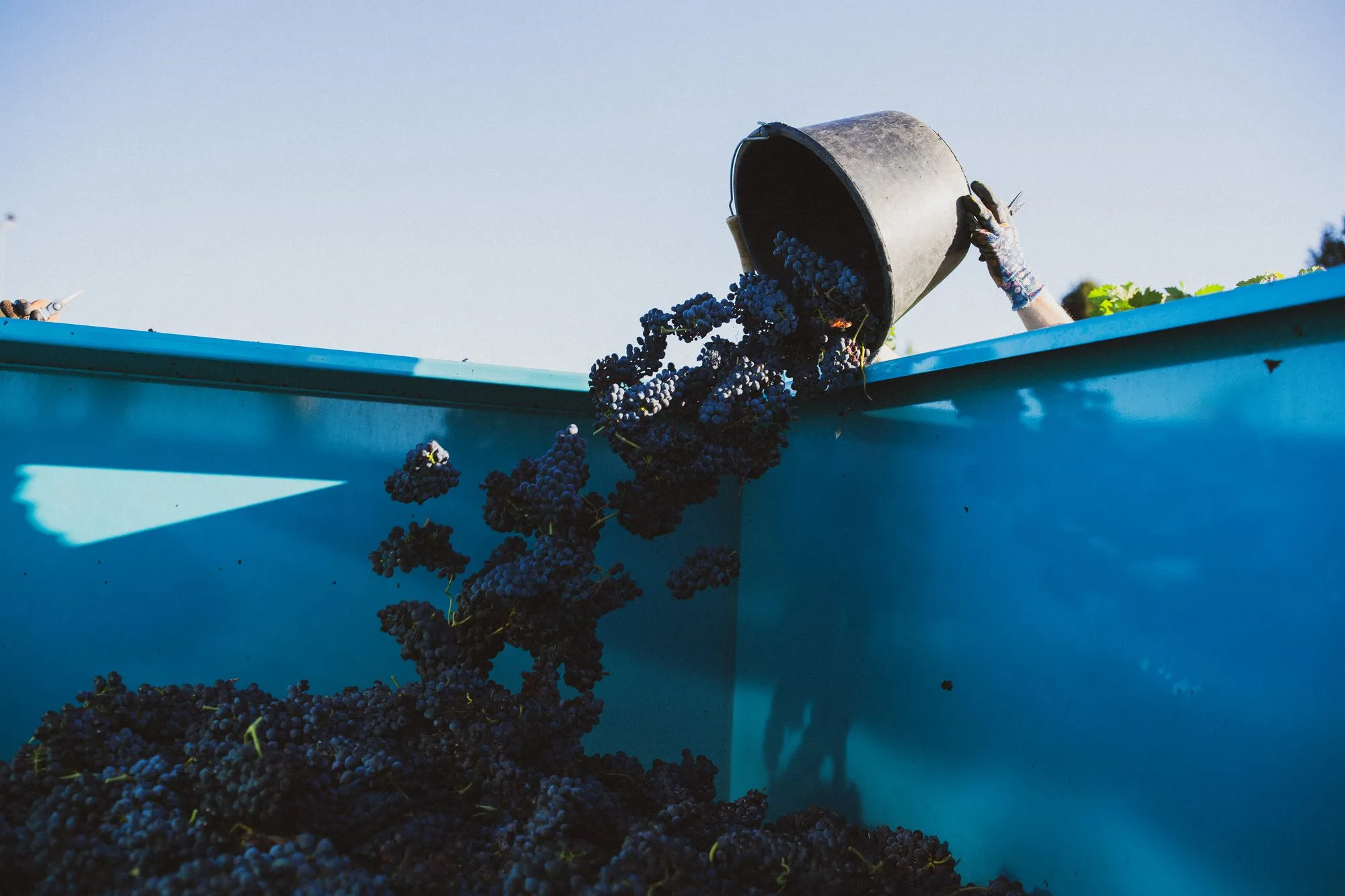 Seau de raisins noirs se déversant dans la benne bleue