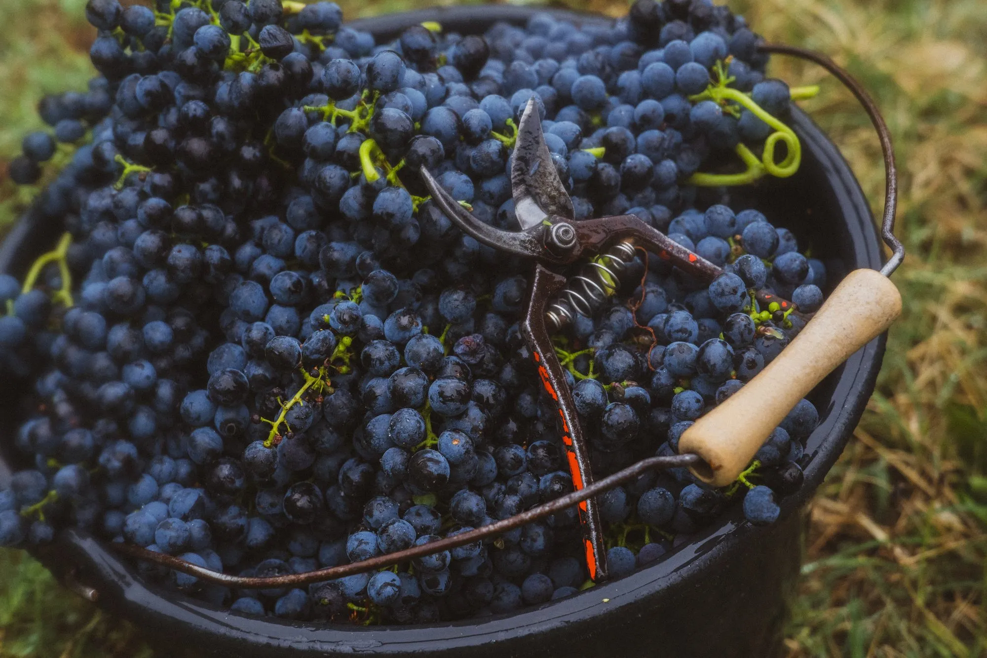 Seau rempli de grappes de syrah et sécateur posés entre les rangs