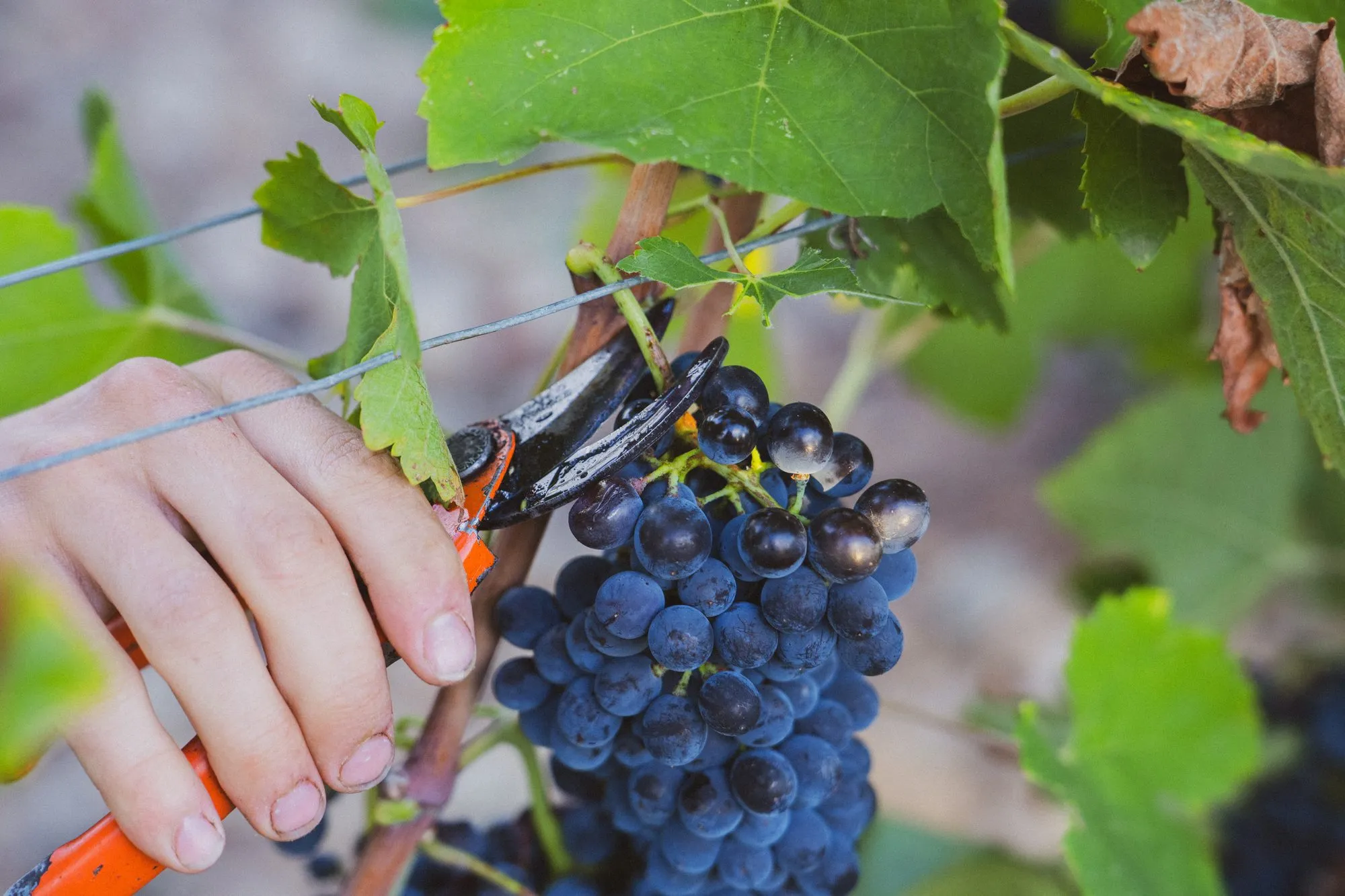 Main et sécateur coupant une grappe de syrah, gros plan