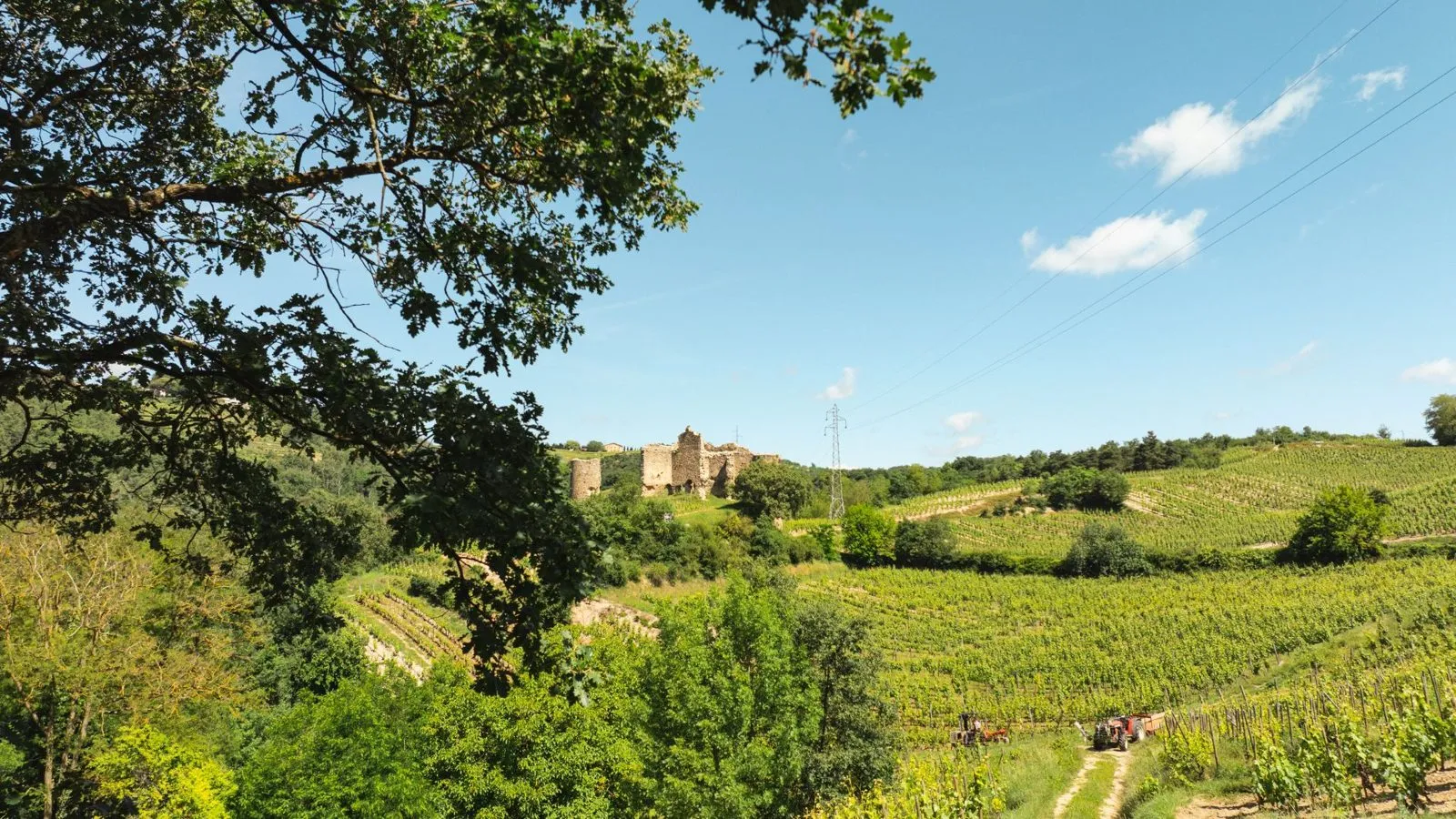 Coteaux de vigne et tour ancienne sous un ciel bleu, Crozes-Hermitage