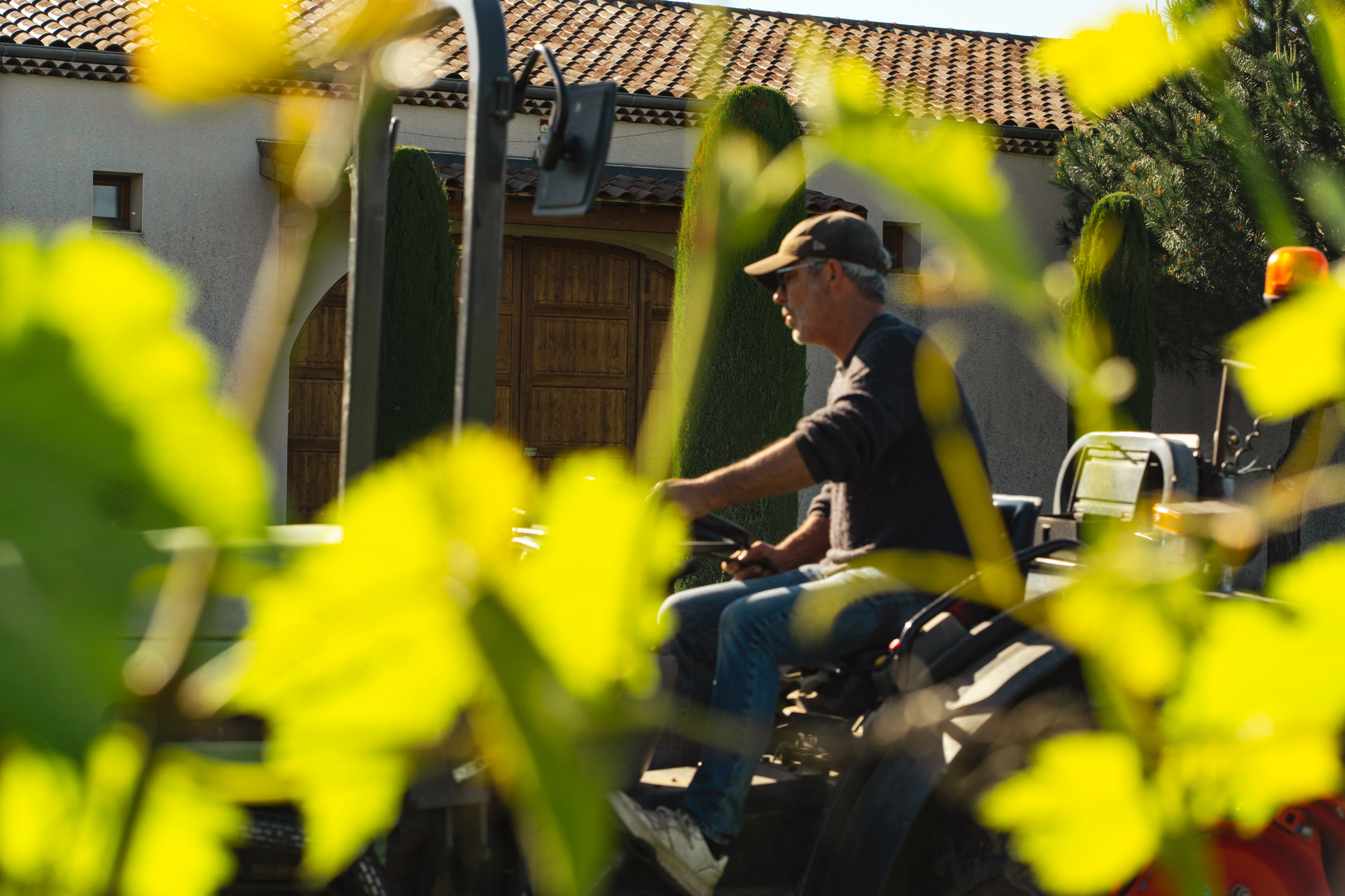 Vigneron au tracteur dans les rangs, bâtiment du Domaine Saint Clair et cyprès en fond