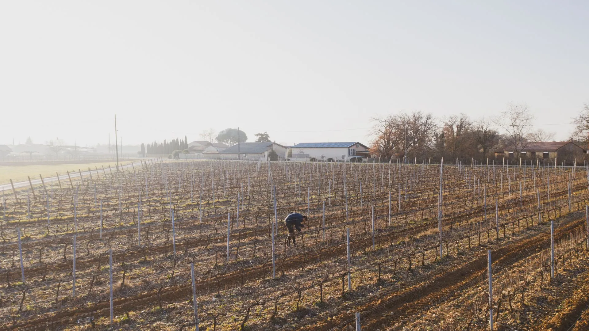 Vignoble en hiver et bâtiments du Domaine des Louis au petit matin