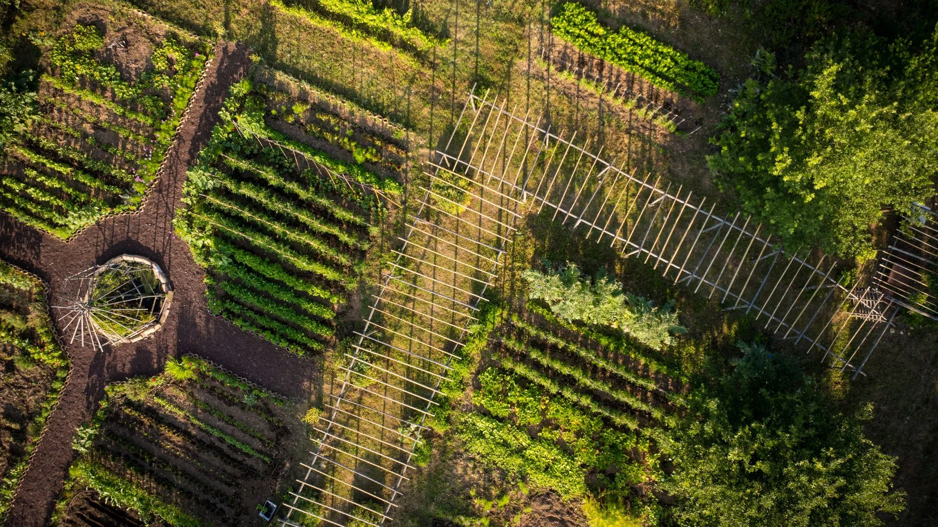 Vue par drone du potager en rangs avec sa structure en bois