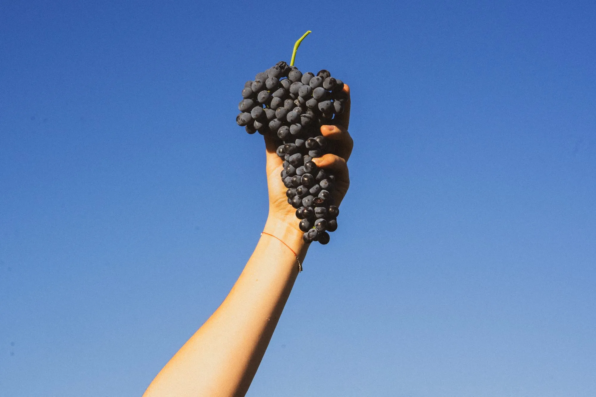 Grappe de raisin noir tenue à bout de bras sur fond de ciel bleu