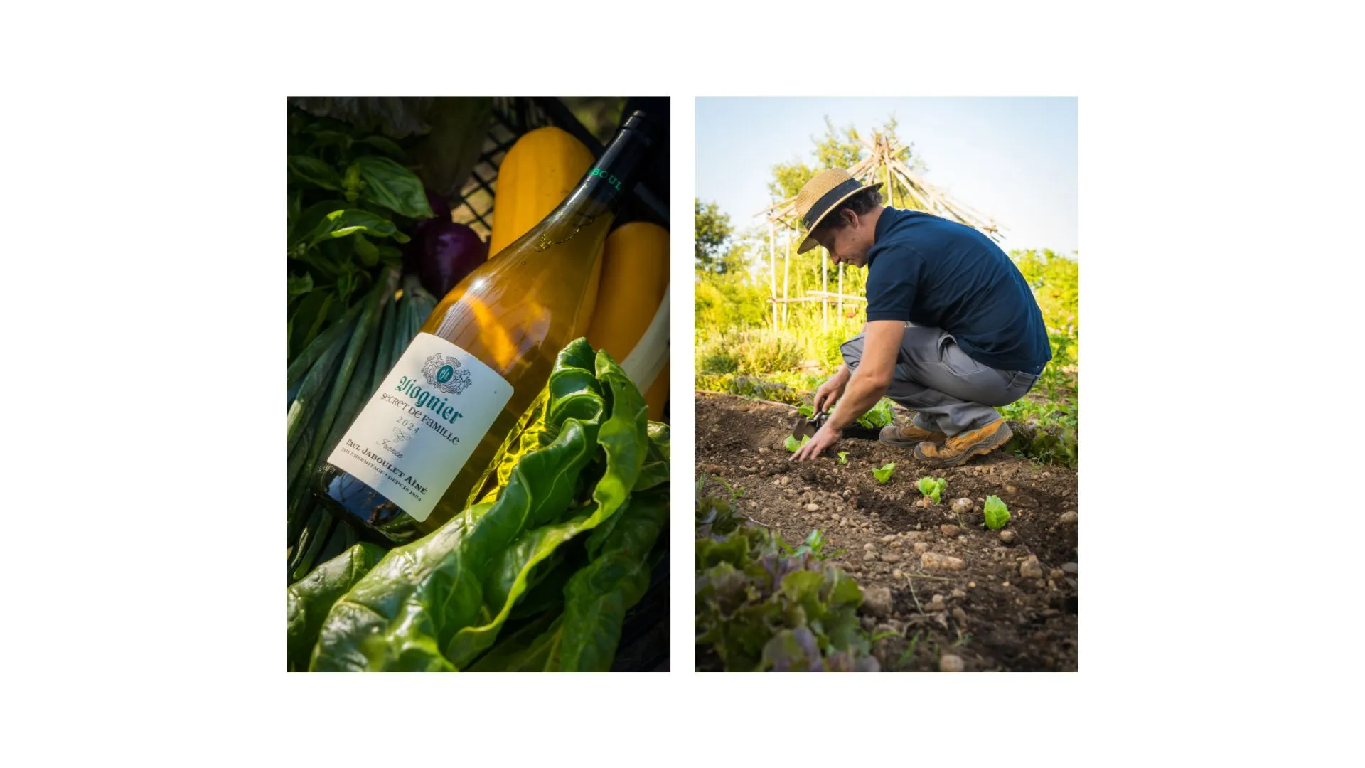 Bouteille de Viognier Paul Jaboulet Aîné parmi les légumes et plantation de salades