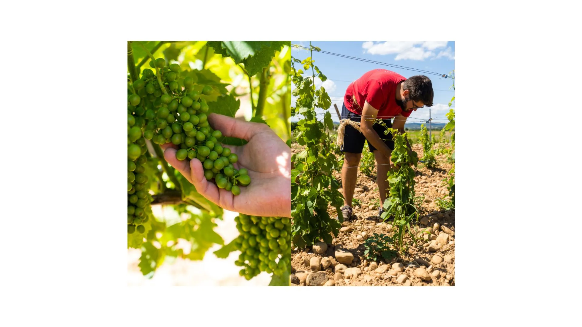 Grappes de raisin vert en main et travail de la vigne en été