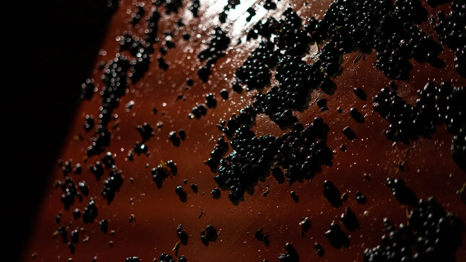 Macro de raisins noirs encuvés pendant les vendanges