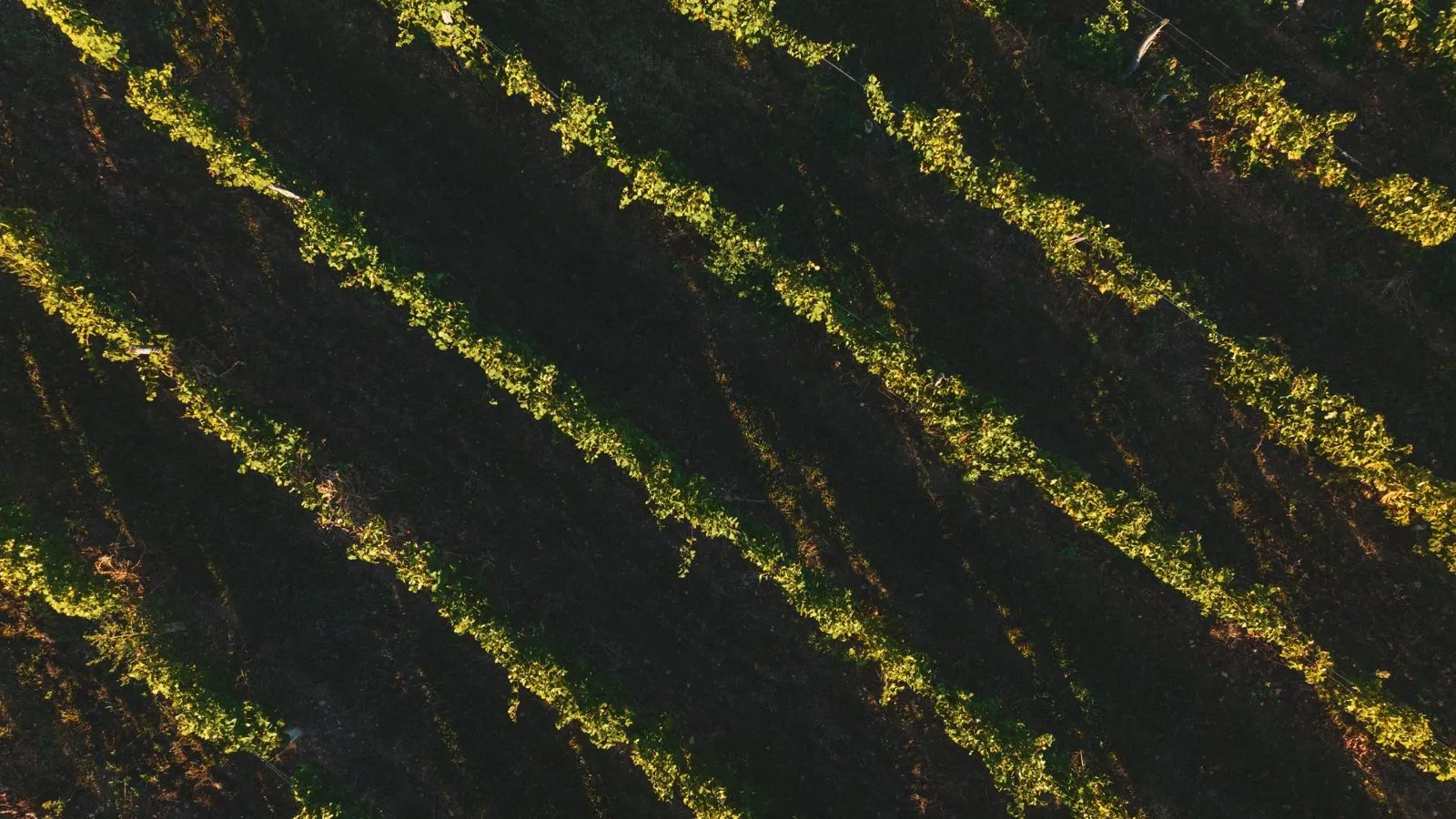 Rangs de vigne vus du ciel