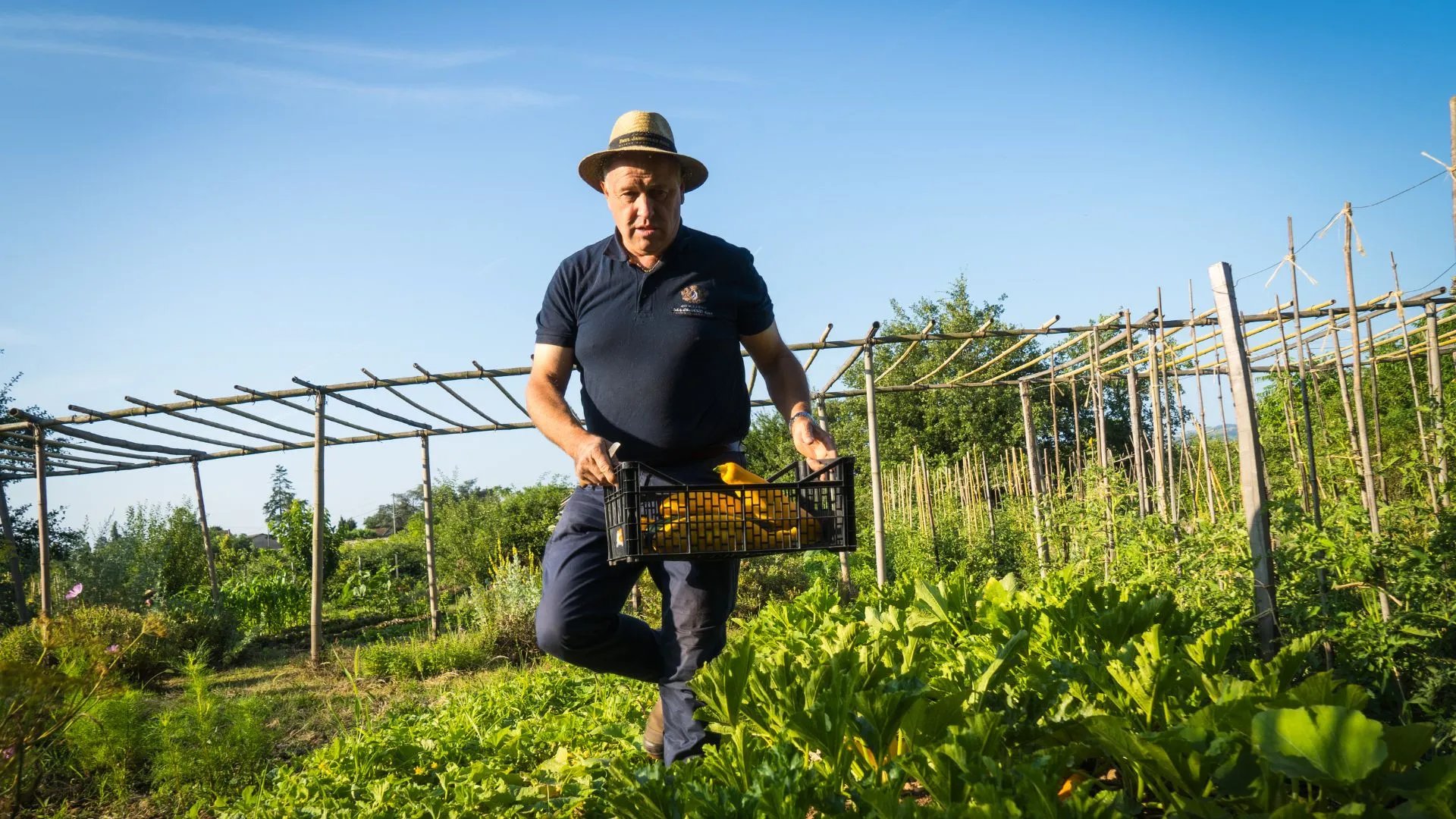 Cueillette de légumes du potager dans une cagette