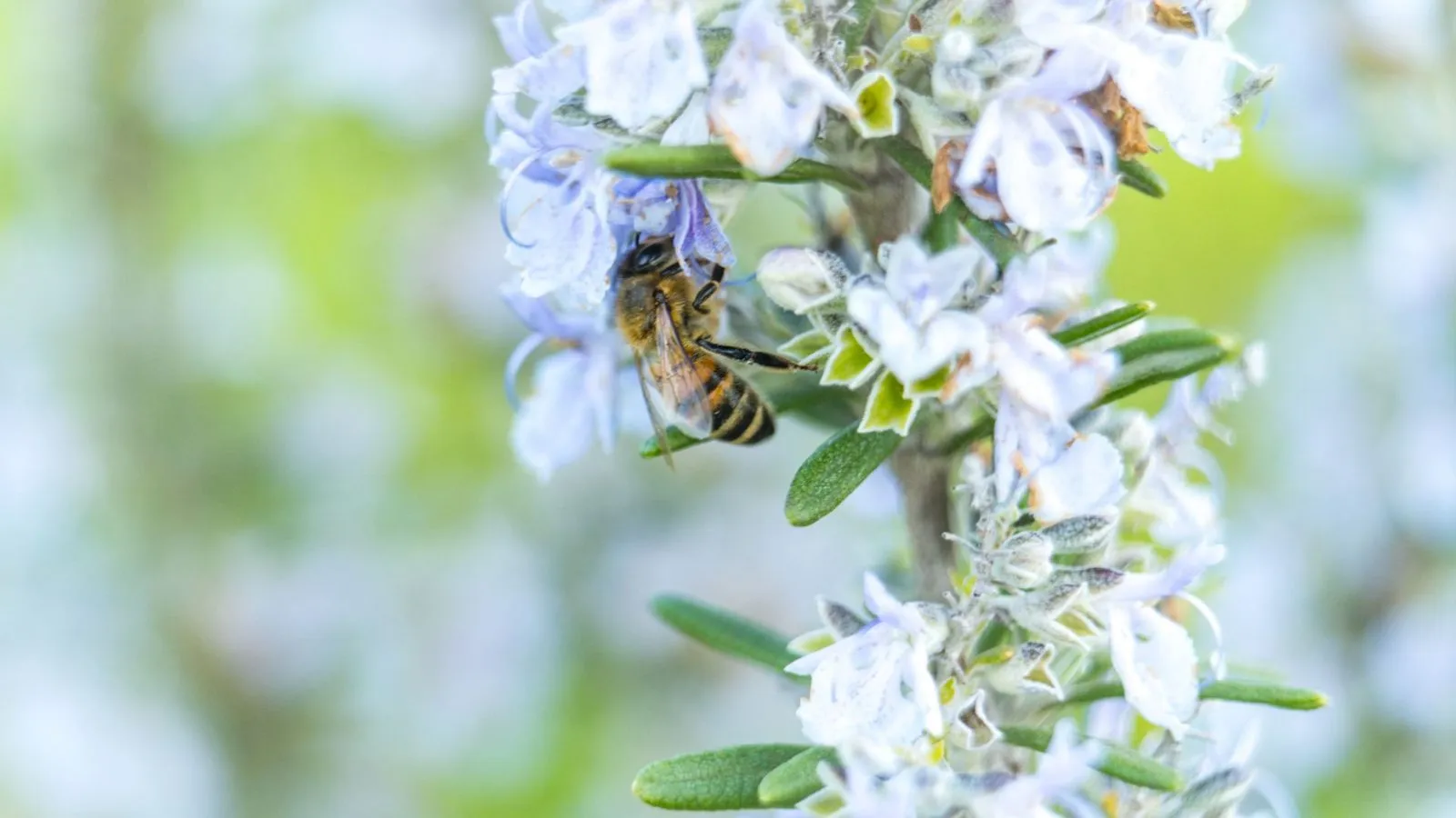 Abeille butinant une fleur, macro nature