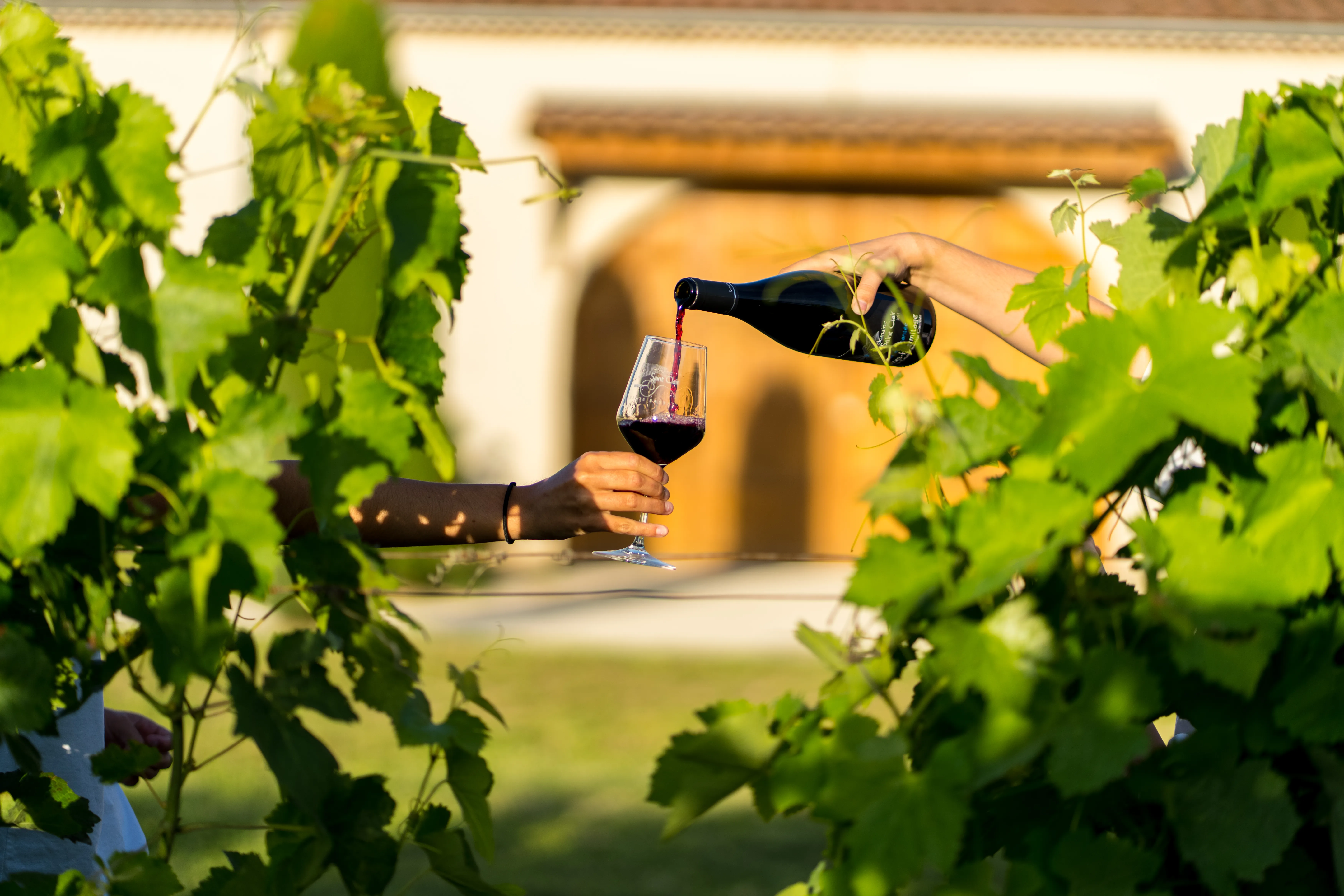 Service d'un rouge entre les feuilles de vigne, bâtiment du domaine en arrière-plan