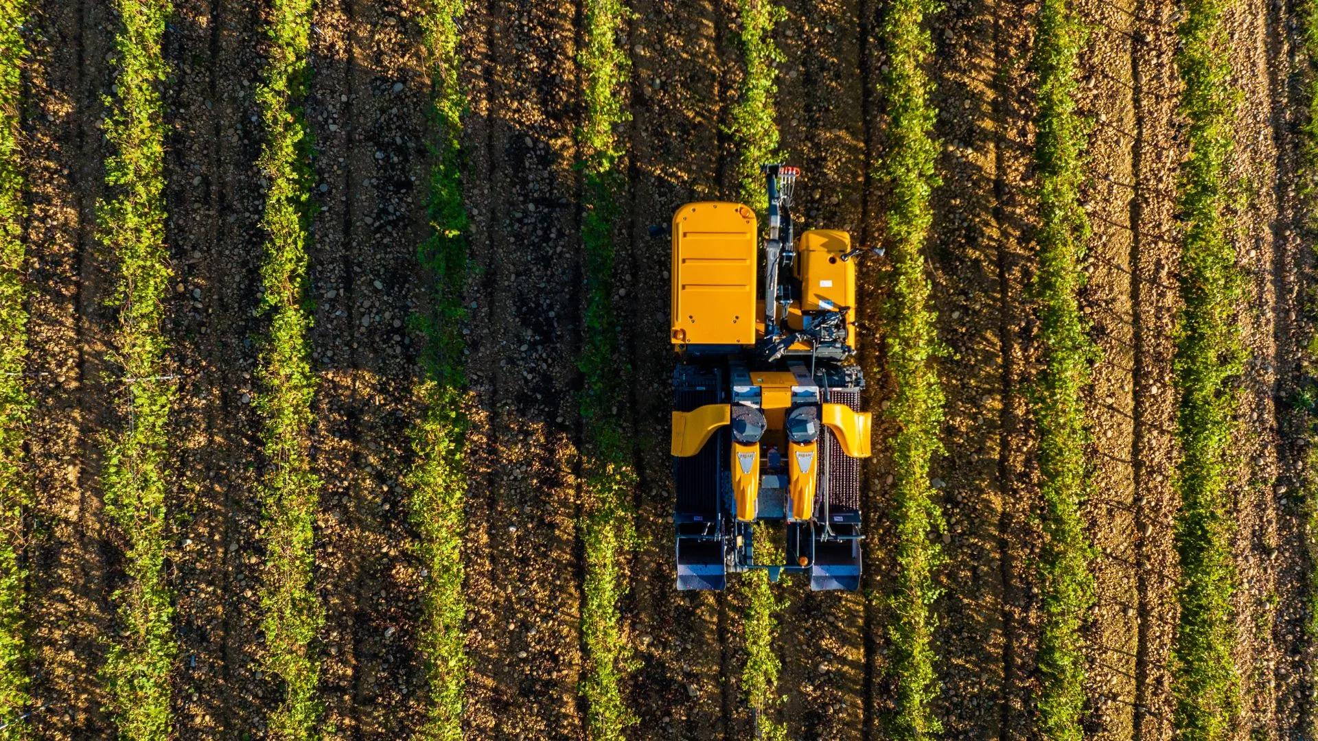 Vue par drone à la verticale d'une machine à vendanger Pellenc