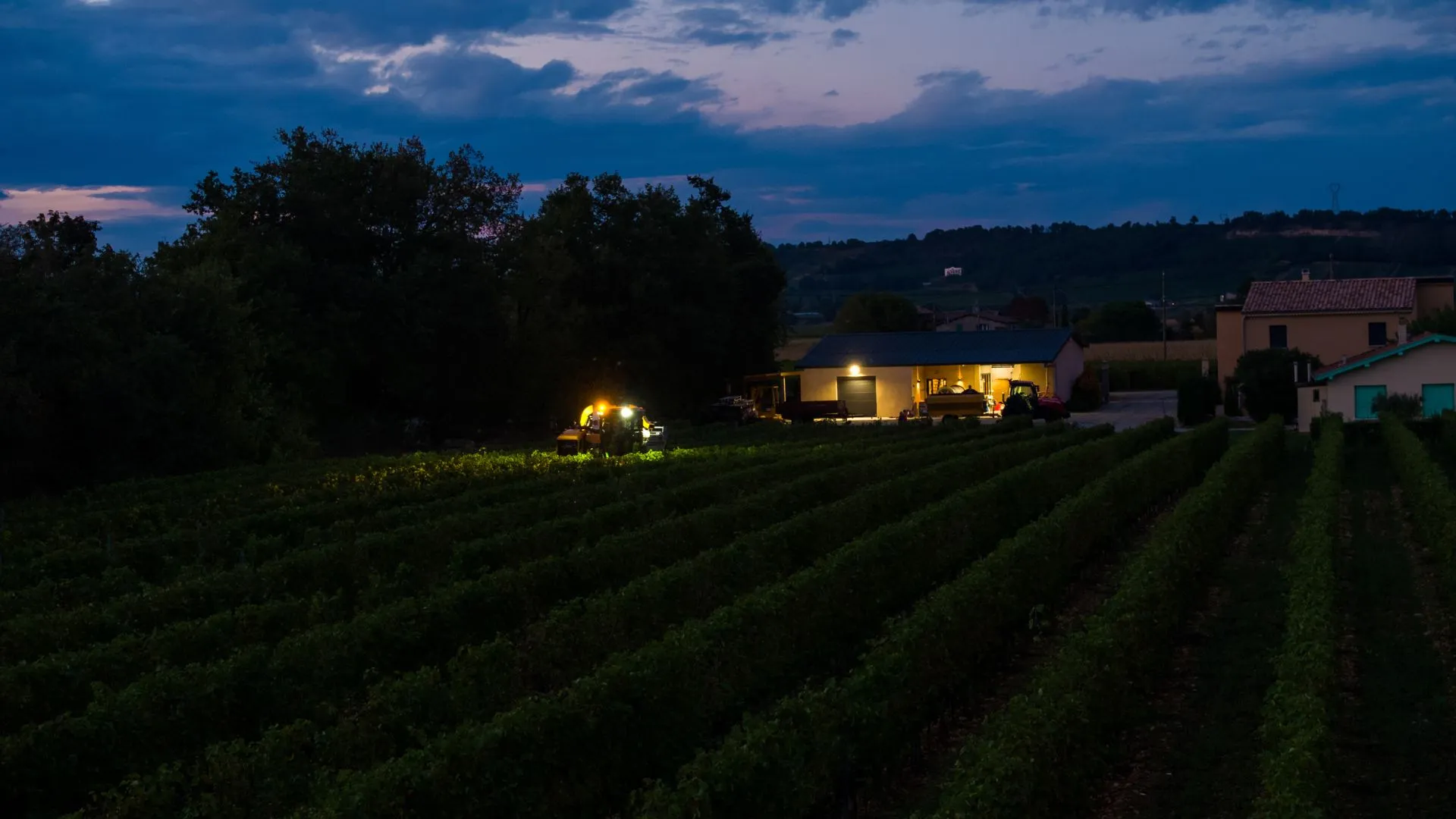 Vendange au crépuscule près des bâtiments du domaine