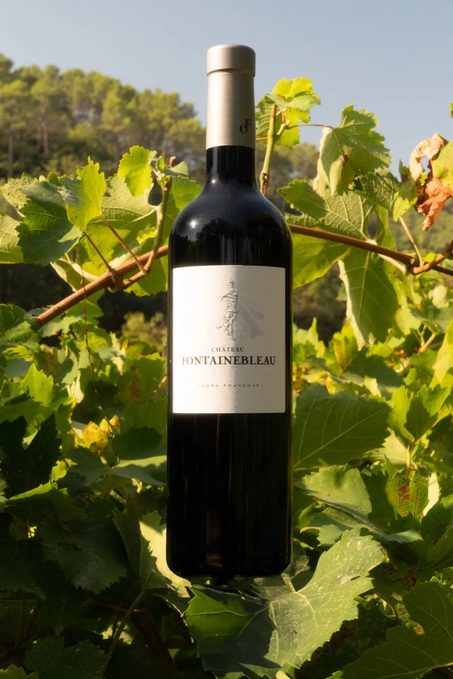 Bouteille photographiée dans les vignes, packshot en mise en situation