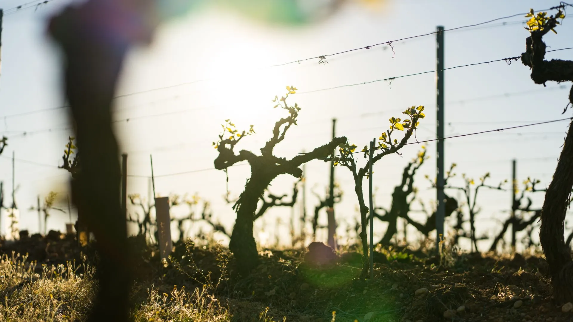 Ceps de vigne à contre-jour au soleil levant, image de domaine