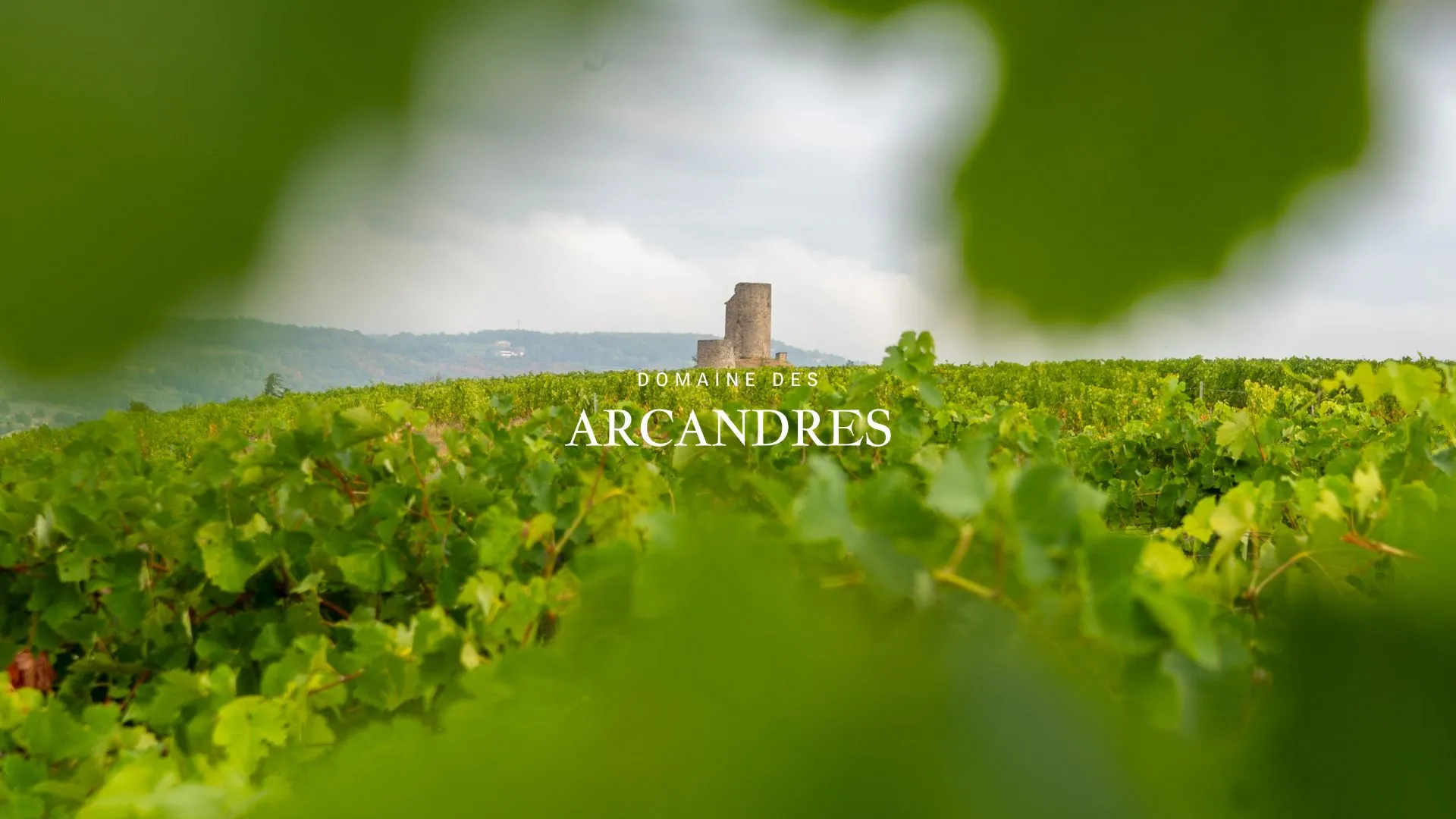 Rangs de vignes du Domaine des Arcandres à Chanos-Curson, Vallée du Rhône