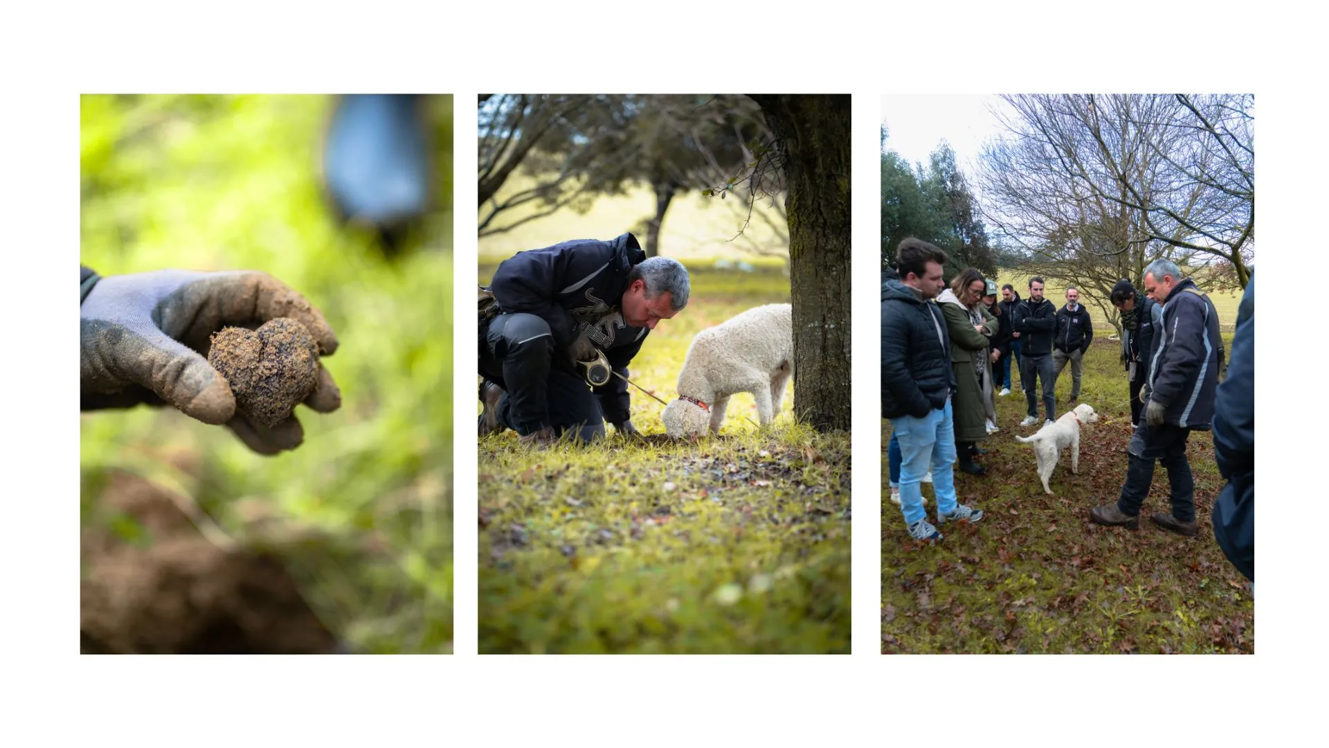 Cavage de la truffe avec un chien et clients réunis dans le champ