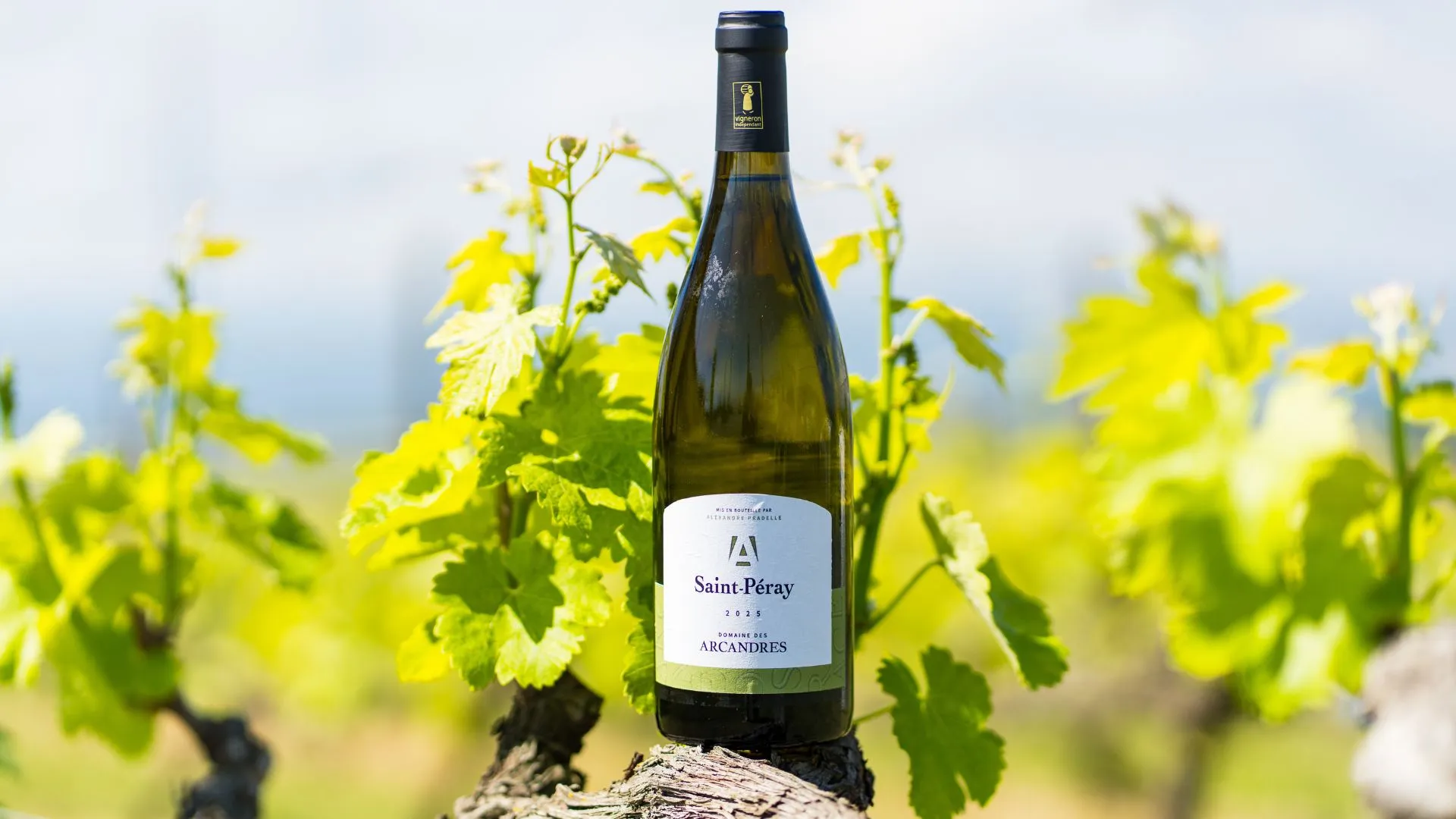 Bouteille de Saint-Péray posée dans les vignes au soleil