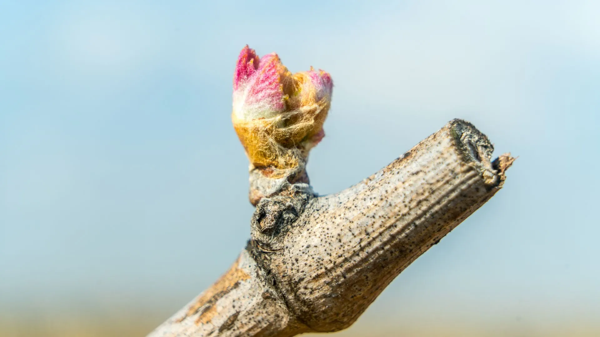 Bourgeon de vigne au débourrement, gros plan sur le cep