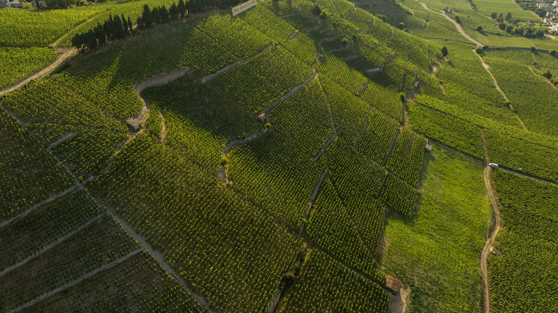 Vignoble en coteaux vu du ciel, rangs de vigne à perte de vue